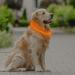 Coolzon LED Light Neck Band Dog Collar - Waterproof Adjustable Length 3 Modes Super Bright for Cats & Dogs - Orange - Buy Online on GoSupps.com