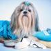 BESPORTBLE Pet Clipper - Cordless Dog & Cat Hair Trimmer | Electric Pet Hairstyling Tools Beauty Kit - Buy Online on GoSupps.com
