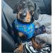 Bunty Tartan Small Dog Harness - Adjustable No Pull Puppy Harness for Small Dogs - Soft, Breathable, Anti-Pull - Red - Buy Online on GoSupps.com