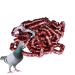 50 Multicolored Aluminum Pigeon & Chicken Leg Rings - Bird Identification Foot Rings & Accessories - Buy Online on GoSupps.com