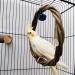 Qeeheng Natural Wood Bird Swing - Circular Hanging Ring with Bell | Parrot Cage Accessories for Nymphensittiche & More - Buy Online on GoSupps.com
