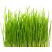 Keep Your Cat Happy and Healthy with Cat Grass Chewables Wheatgrass for Natural Hairball Excretion Wheatgrass 50g Cat Hairball Removal - Buy Online on GoSupps.com