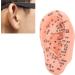 LIJK Ear Acupuncture Model - PVC Human Ear Model for Home, Hospital & School - Buy Online on GoSupps.com