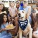 Sunallwell Dog Birthday Bandana & Party Hat Set | Cute Puppy Outfit & Decoration - Buy Online on GoSupps.com