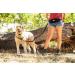 One Trail Hands Free Dog Lead | Durable Bungee Leash With No-Bounce Pack (Large Dog Black) Large Dog Black - Buy Online on GoSupps.com