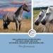 Annimally Zinc for Horses - High-Dose Zinc Pellets (700g) with Black Cumin Zeolite & Brewer's Yeast for Skin Hair & Hoof Health - Buy Online on GoSupps.com
