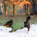 Convinit Dog Sweater for Small & Medium Dogs - Warm Turtleneck Knitting Sweater for Chihuahua Dackel French Bulldog - Green - Buy Online on GoSupps.com