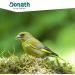 BUY DONATH Organic Energy Dumplings - Classic Meisen Bird Feed - 100g | All-Year Wild Bird Nutrition - 50 Pack from Southern Germany - Buy Online on GoSupps.com