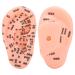 13 cm / 5.12 inches ear acupuncture point model ear zone model ear acupuncture point pressure point the human acupuncture model learns