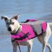 Cit toile Adjustable Life Jacket for Small Dogs - Buoyant & Safe for Water Sports | Pink - Ideal for Chihuahuas Dachshunds & Bulldogs - Buy Online on GoSupps.com