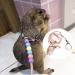 SHMLY 2-Piece Adjustable Leash & Harness for Lizards Hamsters Guinea Pigs & Small Pets - Blue & Pink - Buy Online on GoSupps.com