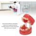 Buy Ververt Touch Ceramic Dental Orthodontic Bracket Model - 24 Teeth Demo Model for Teacher Training | International Shipping Available - Buy Online on GoSupps.com