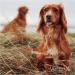 Verm-X for Dogs - Biscuits - 650 g  - Buy Online on GoSupps.com