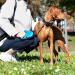 Buy Ferplast Flippy One Dog Leash - Extendable Roller Leash for Medium Dogs up to 25 kg - 5m Red | Best Price & Fast Shipping - Buy Online on GoSupps.com