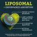 Liposomal Ubiquinol Vegan CoQ10 1000 mg - Powerful Antioxidant Active Form 240 Capsules (4-Pack) - International Shipping Available - Buy Online on GoSupps.com