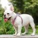 Shop Giapinst No Pull Dog Harness for Small Dogs - Adjustable Breathable Mesh with Reflective Stripes XS Size (Pink & Gray) - Ideal for Medium-Sized Pets - Buy Online on GoSupps.com