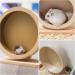 Seahelms Wooden Hamster Wheel - Small Pets Exercise Spinner Wheel (M / 21cm) - Buy Online on GoSupps.com