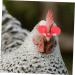 Cabilock 300 Pcs Chicken Glasses Chicken Goggles Chicken Saddle for Hens Red Plastic Pheasant Cockfighting Redx3pcs 5.5x2.5cmx3pcs - Buy Online on GoSupps.com