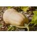 SAFLAX - ORGANIC - Squash - Butternut - 6 seeds - Cucurbita moschata - Buy Online on GoSupps.com