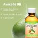 De La Cruz Avocado, Olive & Grapeseed Oil Bundle - 100% Pure & Natural Oils for Hair & Body - Lightweight Collection for Dry Skin - Buy Online on GoSupps.com
