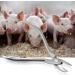 Piglet Teeth Cutter  12cm/4.7in Stainless Steel Tooth Cutter Scissor Pig Tooth Nipper Piglets Teeth Clipper - Buy Online on GoSupps.com