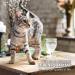 Aniforte Flea Powder for Dogs & Cats - 50g Effective Flea Remedies Against Infestations - Buy Online on GoSupps.com