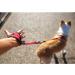EzyDog Hands-Free Dog Leash - Black | Convenient and Comfortable - Buy Online on GoSupps.com