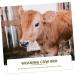 Buy Milk Hood for Cattle - Durable Plastic Cow Breast Protector & Weaner | Outdoor Farm Supplies - Buy Online on GoSupps.com