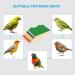 Patikil Bird Perch Stand Platform - Wooden Playground for Small Birds & Parrots - Paw Grinding & Cleaning Accessories - Green & Blue - Buy Online on GoSupps.com