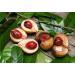 AOZA neotea Nutmeg Powder with Jaiphal and Jathikai 200 g - Buy Online on GoSupps.com