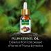 Plum Kernel Oil | 100% Natural & Pure Carrier Oil for Skin & Hair | Aromatherapy - 100ml - Buy Online on GoSupps.com