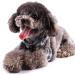 Rypet Small Dog Harness and Leash Set - No Pull Soft Mesh Nylon Vest for Small Cats and Dogs (3-7 lbs) - Gray - Buy Online on GoSupps.com