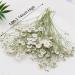100PCS Dried Pressed Baby's Breath Flowers Bulk - YouthBro Real Nature Ivory White Gypsophila Branches Bouquet for Resin Invitations Wedding Art Craft DIY Card Making - Buy Online on GoSupps.com
