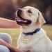 Custom Engraved Stainless Steel Pet ID Tag - Personalized Bone & Paw Shaped Dog Name, Address, and Phone - Gold Small - Buy Online on GoSupps.com