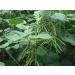Organic Mung Beans 3 Pounds - Non-GMO Whole Dried Green Gram - Sproutable & Kosher - Vegan Sirtfood - High Fiber & Protein - Ideal for Asian & Middle Eastern Dishes - Bulk Pack of 1 - Buy Online on GoSupps.com
