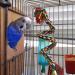 Colorful Rotate Bird Rope Perch Stand - Bungee Toy for Parakeets, Cockatiels, Conures, Parrots, Love Birds - Buy Online on GoSupps.com