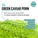 SELEVE Glow Caviar Hydration & Radiance Duo Green Caviar Ampoule + Glow Cream with Liposomal PDRN Niacinamide & Ferulic Acid For Sensitive & Dry Skin Korean Skincare Set - Buy Online on GoSupps.com