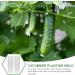 CALLARON Garden Fruit Mould 2pcs Vegetable Shaping Mold Clear Fruit Star Cucumber Mold Garden Cucumber Mold Flower Shape - Buy Online on GoSupps.com