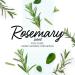 Home Made Simple All Purpose Cleaner - Natural Rosemary Scent Household Surface Cleaning Spray 54oz - Eco-Friendly & Effective - Buy Online on GoSupps.com