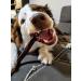 Bully Bunches 6 Inch Collagen Wrapped in Beef Bully Stick | All-Natural Long Lasting Dog Chew | Dental Stick for Avid Chewers (6 Inch 5 Pack) - Buy Online on GoSupps.com
