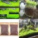Buy C-LARSS Aquarium Plant Seeds | Green Leaves Carpet Grass for Fish Tanks - International Shipping Available - Buy Online on GoSupps.com