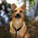 Lionto Dog Collar for Retrievers - 65 cm Blue Training Collar | Durable & Adjustable - Buy Online on GoSupps.com