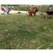 Dog Stake Metal Pet Stake Spiral Tie-Out Pet Supply Tether Dog Leash Anchor Stakes with Spiral Shape Suitable for Outdoor Yard and Camping Small Medium and Large Pets Stake-Out Spike Dog tie out - Buy Online on GoSupps.com
