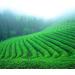 150g d'arri re-go t sans fin th vert Longjing parfum th Longjing chinois th chinois naturel - Buy Online on GoSupps.com