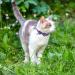 EXPAWLORER Breakaway Cat Collar 2 Pack with Bow tie and Bell - Cute Kitten Safety Collars - Plaid Dinosaur Universe Pattern Purple - Buy Online on GoSupps.com