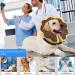 Ducomi Inflatable Hinges for Dogs & Cats - XS Brown Donuts for Surgery Recovery | Prevent Scratches & Bites | Enhanced Comfort & Visibility - Buy Online on GoSupps.com