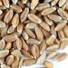 Handy Pantry Organic Wheatgrass Seeds - Premium Hard Red Wheat for Wheatgrass, Cat Grass, Food Storage & More (1/2 lb) - Buy Online on GoSupps.com