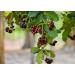 Non-GMO Verified Whole Allspice Berries - 2 lbs | Vegan & Kosher | High Fiber & Calcium | Ideal for Spicing & Seasoning | Grinder Refill - Buy Online on GoSupps.com