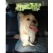 Durable Dog Seat Belt Car Safety Harness with Anti Shock Bungee and Isofix/Latch - Heavy Duty & Adjustable Travel Accessory - Buy Online on GoSupps.com