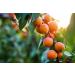 Organic Dried Apricots 2 Pounds - Non-GMO, Kosher, Unsulfured, Raw, Vegan - Bulk 2lb Pack - Buy Online on GoSupps.com